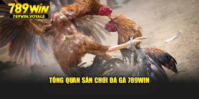 Tổng quan sân chơi đá gà 789Win